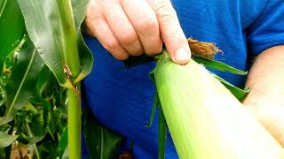 No Cost: How To Keep Birds Out Of Your Sweetcorn