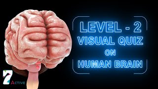 Human Brain Level 02