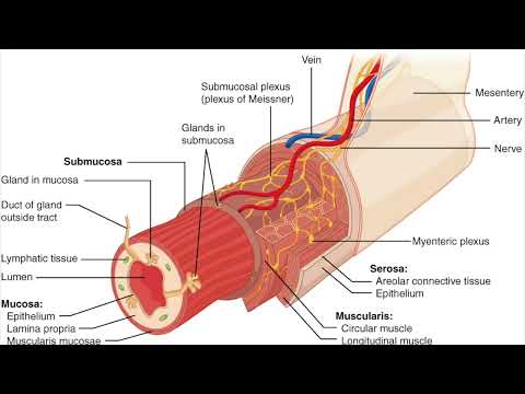 Lezione 1 Pillole di anatomia: la muscolaris mucosae