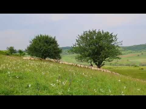 IOANA MARIA STERP - A venit vremea venit