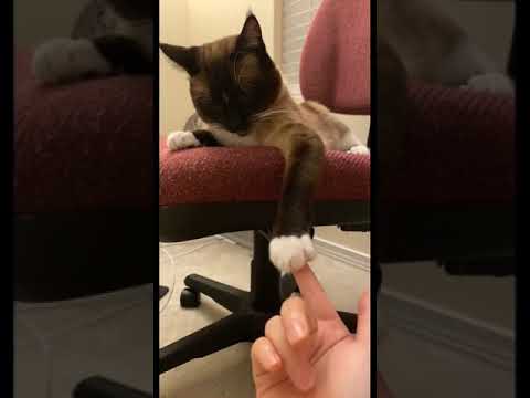 Cat let’s me touch his paw