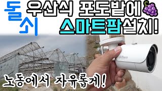 오래된 우산식 포도밭에 스마트팜 설치하기_노동을 줄이는 돌쇠스마트팜! #스마트팜 #비닐하우스 #그린첨단과학온…