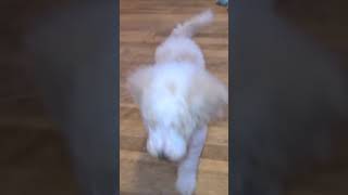 Video preview image #1 Poodle (Standard) Puppy For Sale in PAONIA, CO, USA