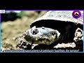 MYSTERIOUS TORTOISE (G.O's Skits) 4K || DR. DANIEL K. OLUKOYA