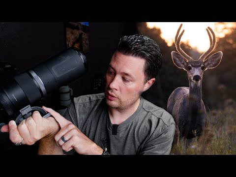 WILDLIFE PHOTOGRAPHY Q & A: Where's My R7, Best Budget Lens Options for RF bodies