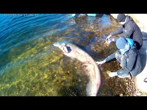 Ebro 2019 spining catfish,silure (231cm.C&R).Handmade lure.Part 3.