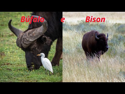 Búfalo e Bison