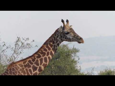 Beautiful Rwanda (A tremendous Landscape): Song: Urujeje rw'imisozi 1000 - Bizimungu D. & Agnes U.