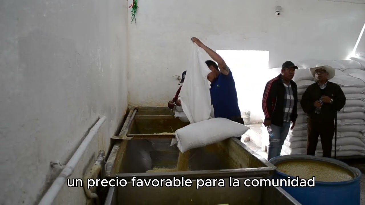 Tortillería "La Loma" ya adquirió sus primeras toneladas de maíz a precio preferencial de $6 el kilo