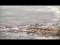Otter Vs Frog Who Won