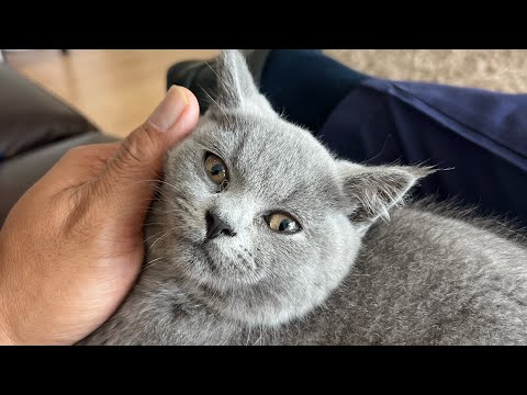 Caloy and his Favourite Toy - Mr Krabs