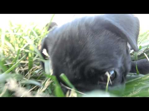 Pug playing in the park -PAQUITA & FALETE-