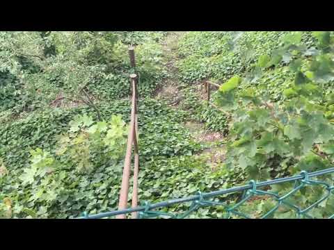 DEN GAMLA TRAPPAN vid KALLINGE KYRKA (fritidsgården) - 190830 - RONNEBY