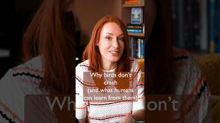 Why birds don't crash (and what humans can learn from them)
