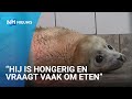 Zeehondenpup Skyp werd gevonden bij fietspad