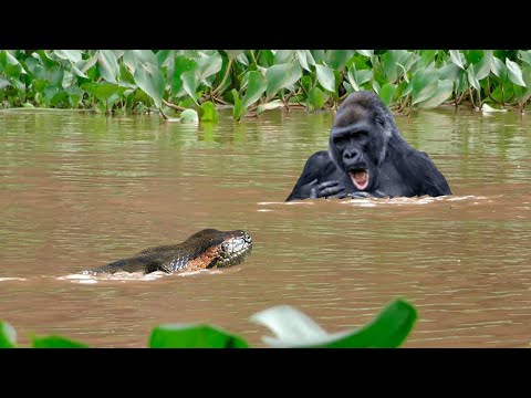 Giant anaconda snake x gorilla, see what happened!