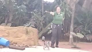 Mandai Zoo Rainforest Fights back show Singapore