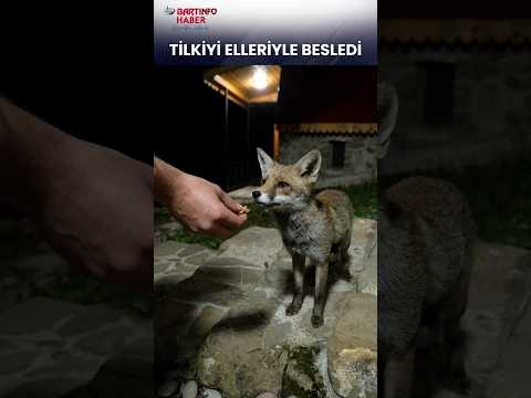 Tilkiyi elleriyle besledi