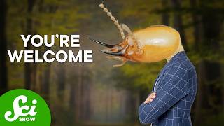 Rebuilding A Forest? Just Add Termites