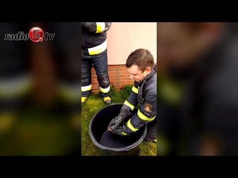 Ratowali jastrzębia | Radio 5