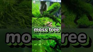 how to carpeting in Java moss #aquariumplant #javamoss #hindi #viral #youtubeshort #shrimp