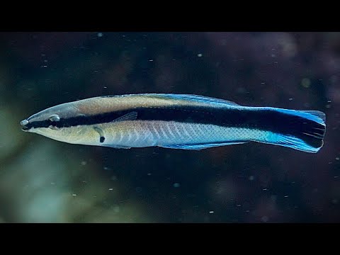 Pyskáč čistič (Labroides dimidiatus) — akvárium, kŕmenie a starostlivosť