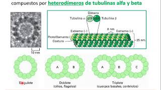 Citoesqueleto - Biología Celular y Tisular