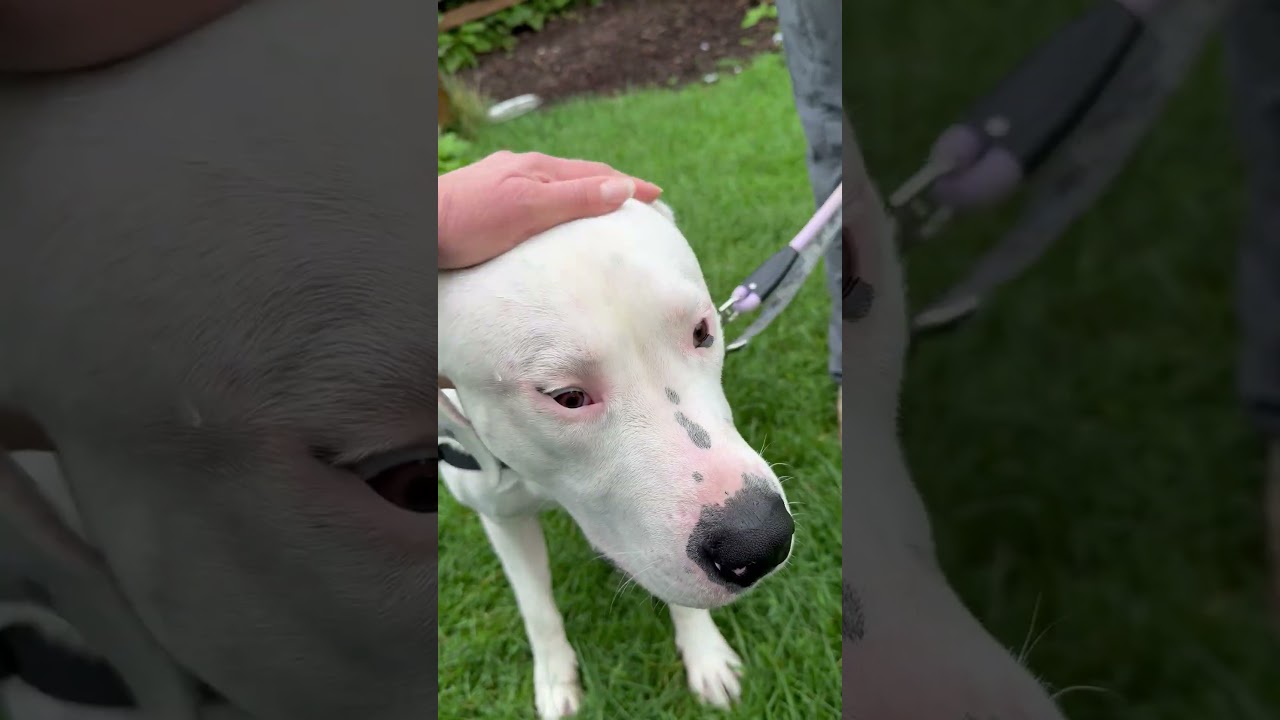 Big Mac, a Adoptable Mixed Breed in Oshkosh, WI video 6/6