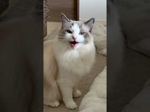 Cat meowing to attract other cats
