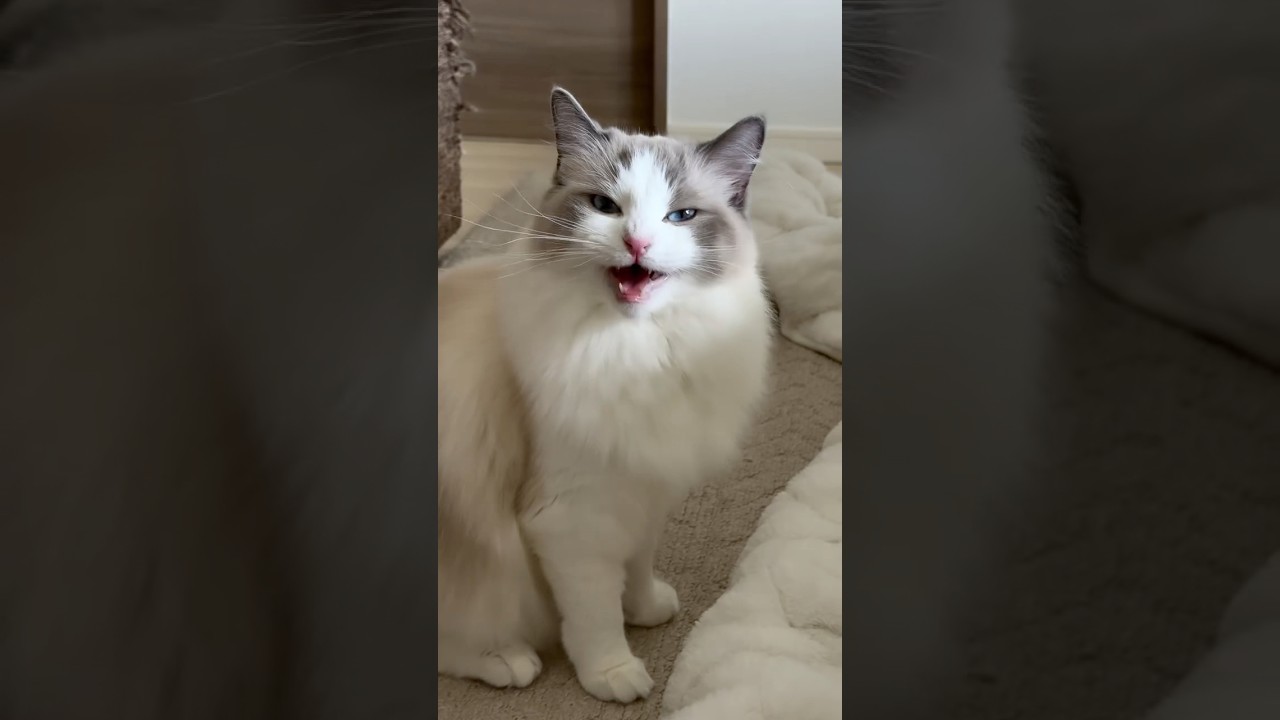 Cat meowing to attract other cats