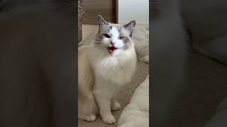 Cat meowing to attract other cats