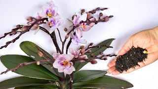 Ich gebe das ORCHIDS nur einmal im Monat! Ich habe noch nie so viele Blütenstiele gesehen
