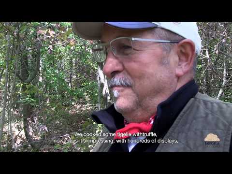 Come nasce il Festival del Tartufo di Savigno - Pillole di ordinaria eccellenza