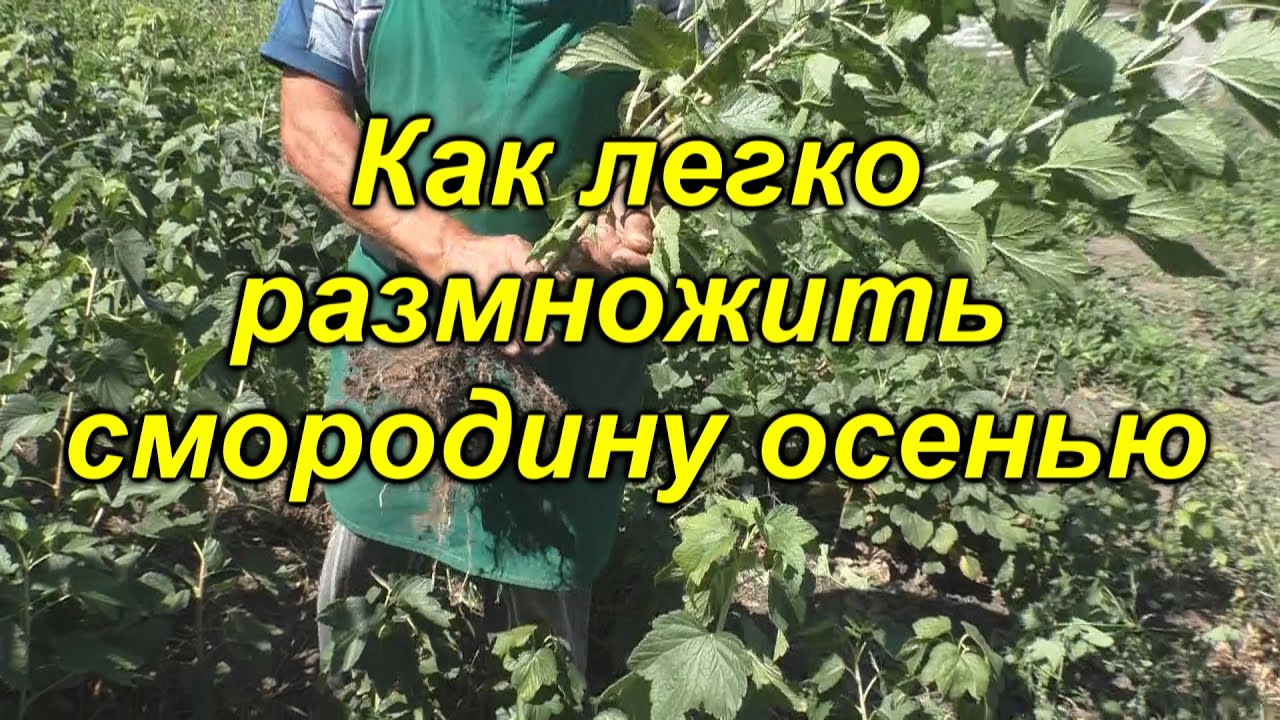Так размножить смородину сможет каждый! Осеннее размножение смородины.