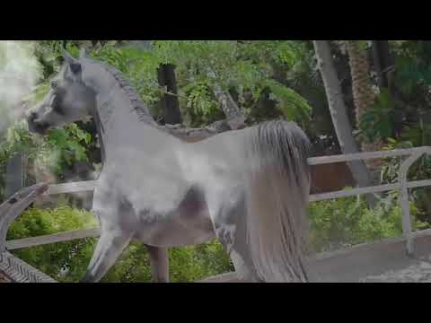 one of the most beautiful stallion in Egypt  breed and owned by  Albadeia"s  stud