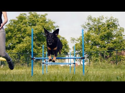 Behendigheid bij Hondenschool Kersten