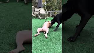 Video preview image #1 American Staffordshire Terrier Puppy For Sale in Rockaway, NJ, USA