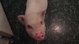 preview picture of video 'Baby Pig Loves Her Belly Rubbed'
