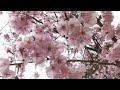 Manifest Lanzhan From MDZS Subliminal ️