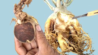 How to Manage Root Rot of Adenium in Monsoon