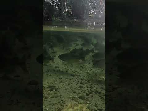 Parece Caribe, mas é Mato Grosso 👀🔥