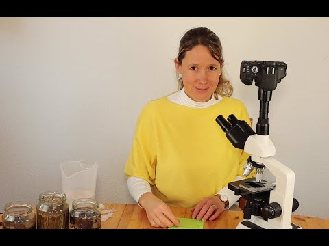 Forsche mit uns! Heuaufguss unterm Mikroskop