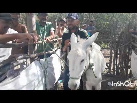 [Drone] 7°carreira da vaca princesa no sítio Serra Branca Iguaraci Pernambuco