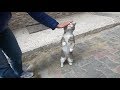 Grey Cat Meowing Unbelievably Cute