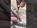 Cherry 🍒 & Berry 🍓 Grafting Tips