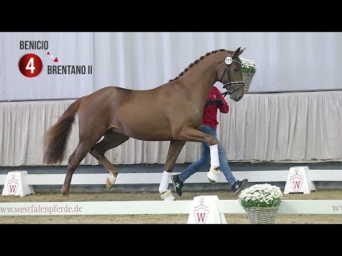 Westf. Hauptkörung Reitpferdehengste 2020: 04  Benicio - Brentano II - Weltmeyer
