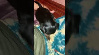 Chiweenie Puppies Videos