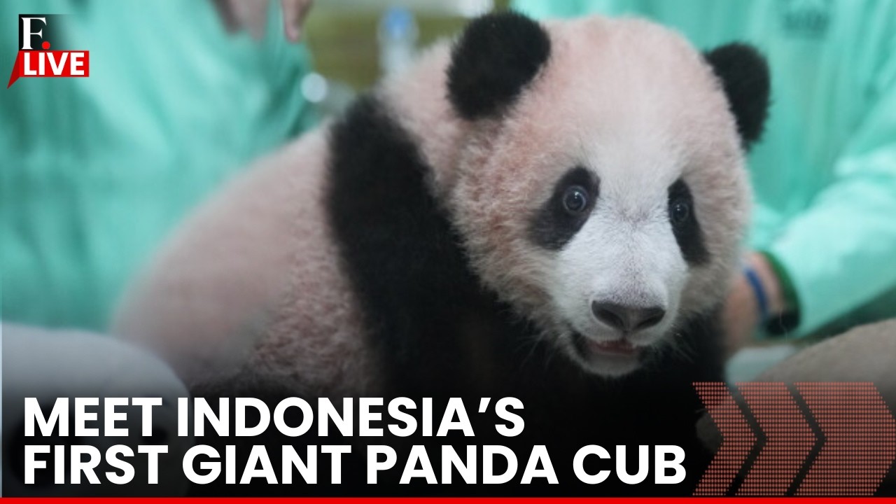 Indonesia's First Baby Panda LIVE: Bogor Zoo Debuts the First Giant Panda Cub Born in Indonesia