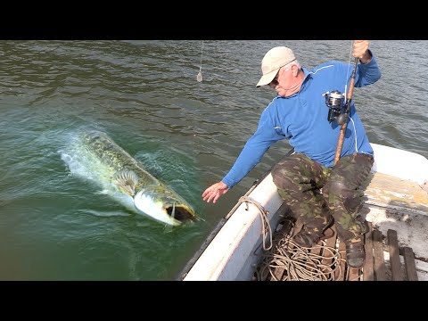 Pecanje soma na Dunavu - Dubinsko pecanje soma na skakavca - Alasi na Dunavu | Fishing catfish
