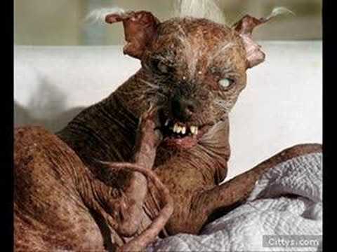 La Banda De Pepe - El Perro El Gato Y Yo